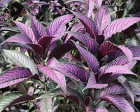 PATIO PLANT CLUB 2026 by My Garden Box