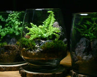 A dramatic style picture of three completed terrariums. The center terrarium is highlighted with a fern as the center piece.