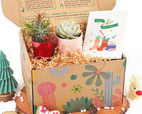 Gift Box - 1 Airplant & 1 Succulent, Live Plant Christmas Holiday Gift Ideas