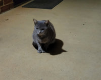 Feral Friends Monthly Cat Box. Spoil Yours. Feed a Feral Cat for 30 Days.