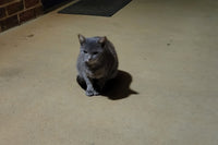 We care for dozens and dozens of feral cats. Your purchase feeds them!