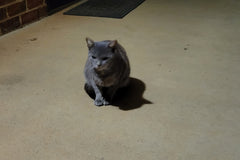 We care for dozens and dozens of feral cats. Your purchase feeds them!