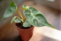 Philo Plant houseplant monthly subscription box delivered. House plant live plants sub box. Plants every month. Indoor pla