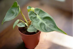 Philo Plant houseplant monthly subscription box delivered. House plant live plants sub box. Plants every month. Indoor pla