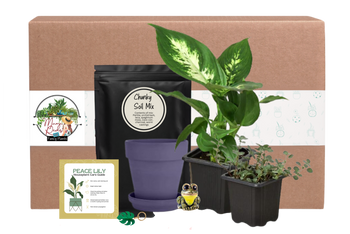 house plant cuttings for sale House Plant Cuttings Variety Box
