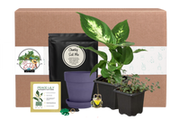 Subscription plant box. Plant houseplant monthly subscription box delivered. House plant live plants sub box. Plants every month. Indoor.