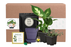 House Plant Box