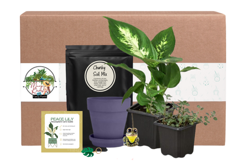 Subscription plant box. Plant houseplant monthly subscription box delivered. House plant live plants sub box. Plants every month. Indoor.