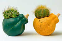 Monthly Deco Box with Cacti or Succulents