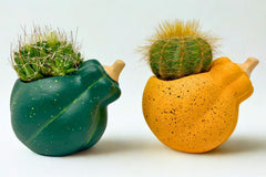 Monthly Deco Box with Cacti or Succulents