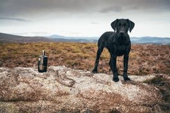 Scottish Gin with black lab in Scottish hills