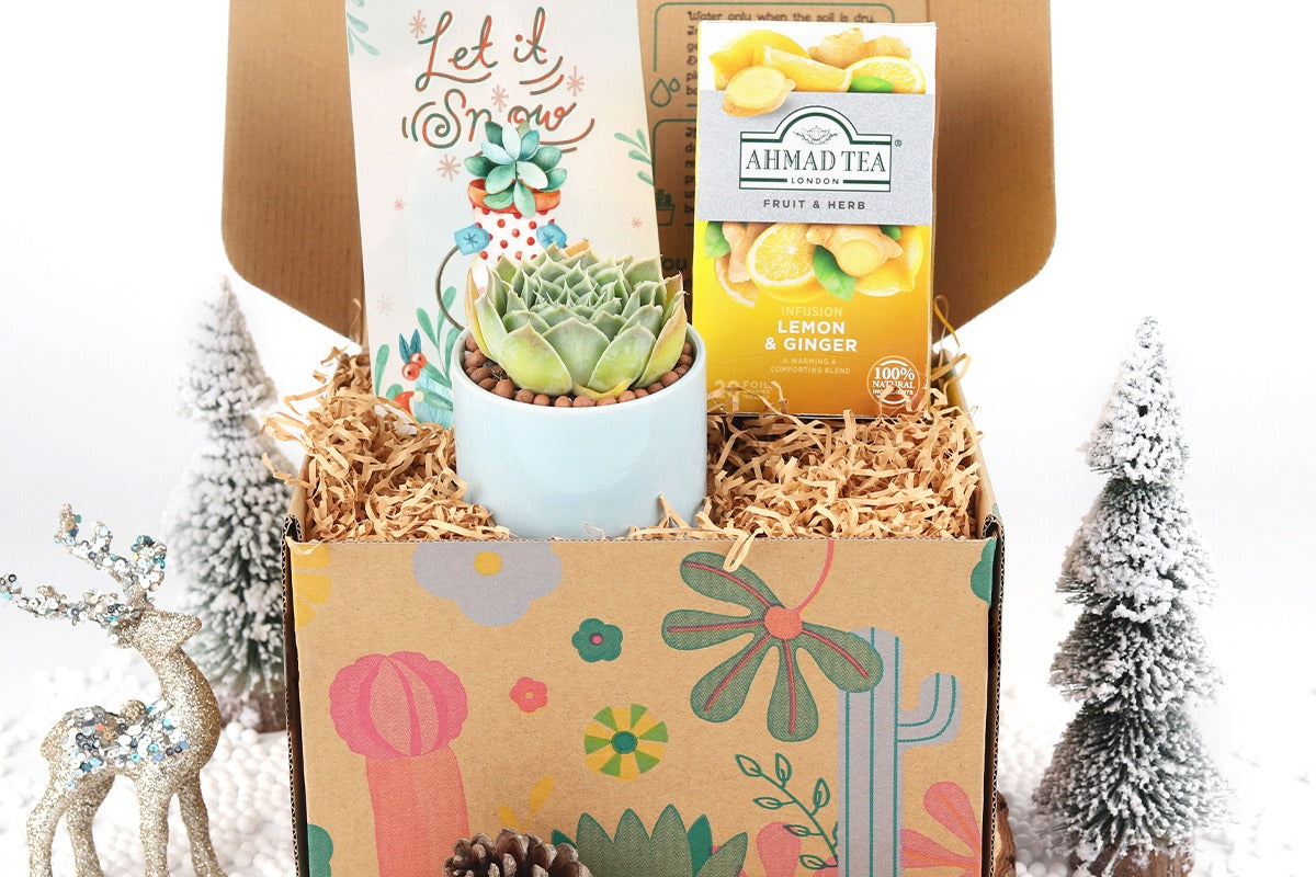 Warmest Wishes Succulent Gift Box - 1 Succulent & 1 Box of Lemon Ginger Tea, Christmas Holiday Gift Ideas