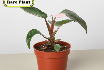 pink monstera plant for sale Monstera Deliciosa "Slip Leaf" - 4 inch pot