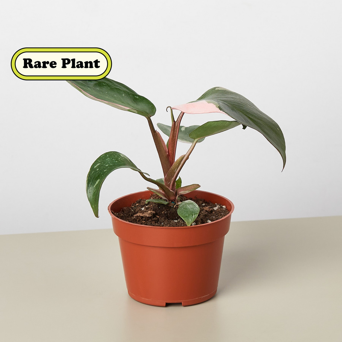pink princess philodendron rare Philodendron 'Pink Princess'