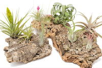 Plant Lovers - Fair Trade Box - One Time Ship Box