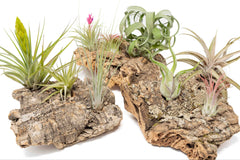 Plant Lovers - Fair Trade Box - One Time Ship Box