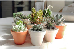 Succulent Subscription Box Monthly, Unique Potted Succulent as Gift, Easy Care Succulent Plant Gift for Beginners