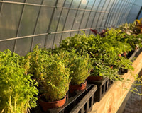 A picture inside of a greenhouse as the sun rises. There is spikemoss in the foreground and some colorful plants on the other end of the gre