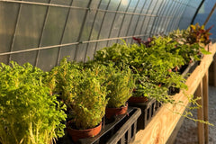 A picture inside of a greenhouse as the sun rises. There is spikemoss in the foreground and some colorful plants on the other end of the gre