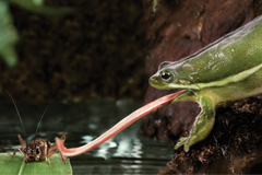 A green frog above on an embankment uses its tongue to catch a grasshopper sitting on a leaf in the water.