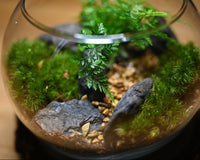 An artsy shot of a completed terrarium. The terrarium has a rabbits foot fern with some moss and multi colored rocks.