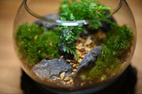 An artsy shot of a completed terrarium. The terrarium has a rabbits foot fern with some moss and multi colored rocks.