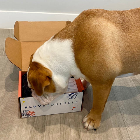 𝐃𝐨𝐠 𝐌𝐨𝐦 𝐌𝐲𝐬𝐭𝐞𝐫𝐲 𝐁𝐨𝐱 (10+ items for dogs & their amazing moms!)
