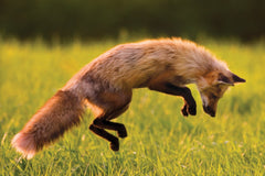 A red fox jumps to pounce on an unseen object in the tall green grass with warm lighting from the sunrise.