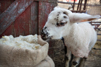 Letters From the Farm