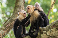 A group capuchin monkeys grooming each other. A juvenile monkey clings to the back of the larger monkey.