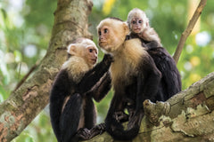 A group capuchin monkeys grooming each other. A juvenile monkey clings to the back of the larger monkey.