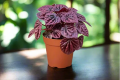 Peperomia ripple red. Buy plants online. Plant houseplant monthly subscription box delivered. House plant live plants sub box. 