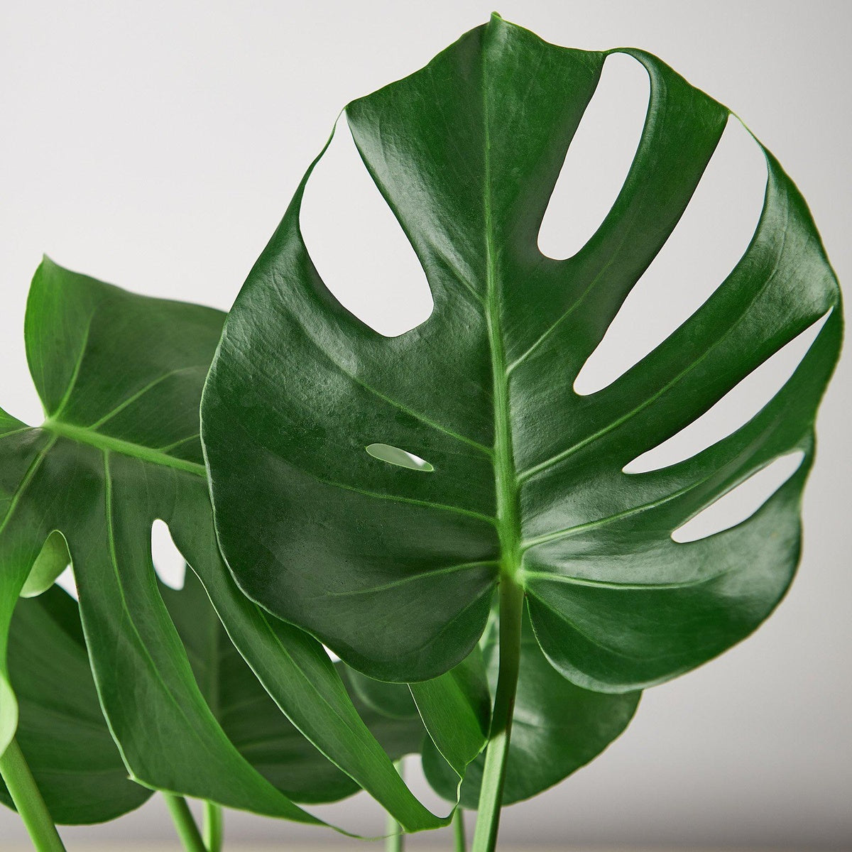 Monstera Deliciosa "Slip Leaf" - 4 inch pot
