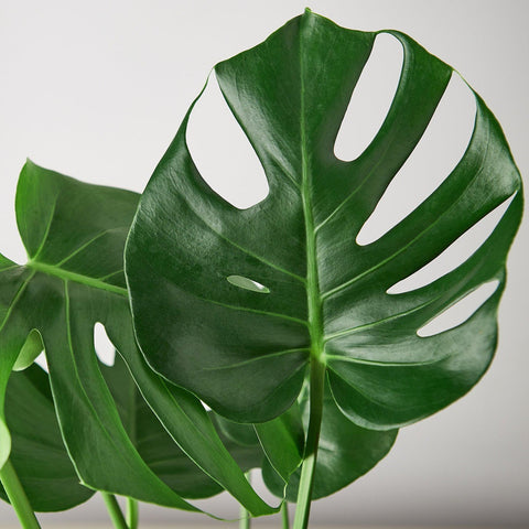 Monstera Deliciosa "Slip Leaf" - 4 inch pot