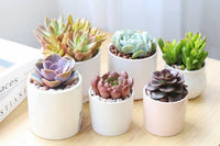 Succulent Subscription Box Monthly, Live Plant Gift Subscription for Any Occasions, Easy Care Succulent Indoor Plant for Home Office Decor