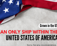 Monthly Mini Succulent Box