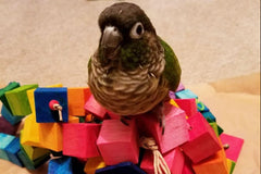 A green cheeked conure sitting smugly on a pile of brightly dyed balsa blocks. The blocks are in a box. 