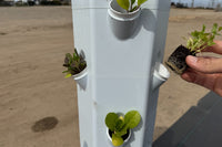 Herb Bundle: 12 Ready-to-Plant Seedlings, Starts, Plugs, Garden Ready, Live Plants, Transplants, Pre-sprouted, for Soil & Hydroponic gardens