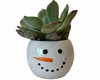 Tiny Tot Snowman with 2-inch Succulent