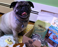 Premium Pug Box.