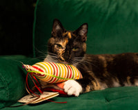 Feral Friends Monthly Cat Box. Spoil Yours. Feed a Feral Cat for 30 Days.