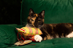 Feral Friends Monthly Cat Box. Spoil Yours. Feed a Feral Cat for 30 Days.