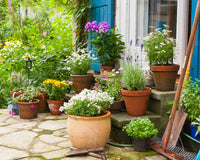 *NEW* KIDS GARDENING CLUB by My Garden Box