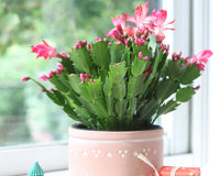 Random Color Blooming Christmas Cactus Thanksgiving Cactus, 2/4/6/8 inch Grower Plant Pot