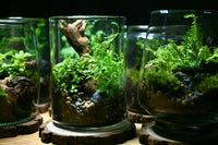 A dramatic photo of some different completed terrariums. The center piece is highlighted and has spikemoss surrounding a piece of wood.