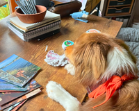 Brown and white border collie mix snorri is pointing to some of the stickers she uses in her letters. 