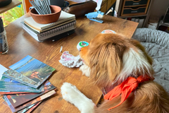 Brown and white border collie mix snorri is pointing to some of the stickers she uses in her letters. 
