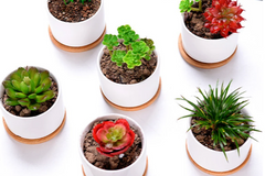 multiple succulents planted in white and bamboo small pots. grass, red succulents, and a variety in the same jar