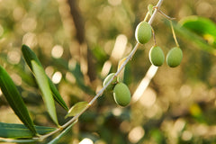Give the gift of Italian extra virgin olive oil