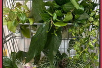 Houseplant cuttings box with ivy, peperomia, creeping fig, nerve plant, pothos. Unrooted plant cuttings for propagation. Subscription box.